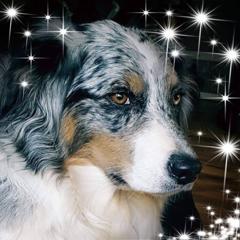 Meet your Posher, Dawn